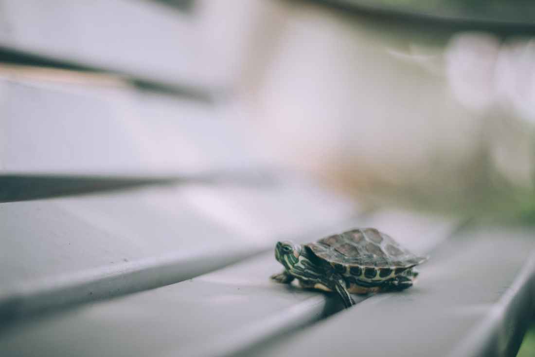 selective focus photography of turtle on bench